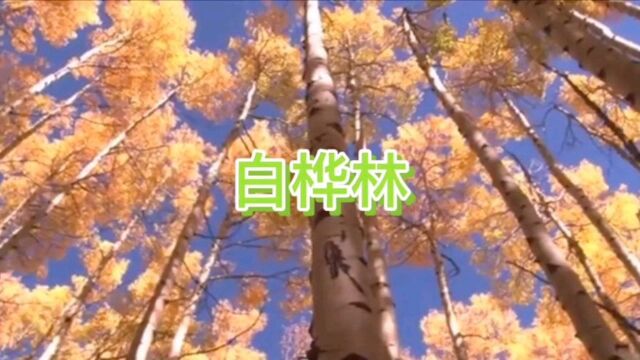 歌曲《白桦林》剪辑版