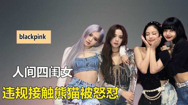 Blackpink违规接触熊猫惹争议,因身后公司辱华遭抵制