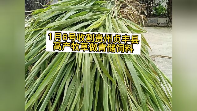 1月6号收割牧草做青储饲料,牛羊过冬草料,你准备好了吗#看点趣打卡计划 #每份力量都有分量