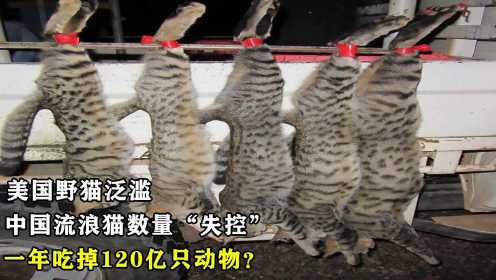 美国野猫泛滥，中国流浪猫数量“失控”，一年吃掉120亿只动物？