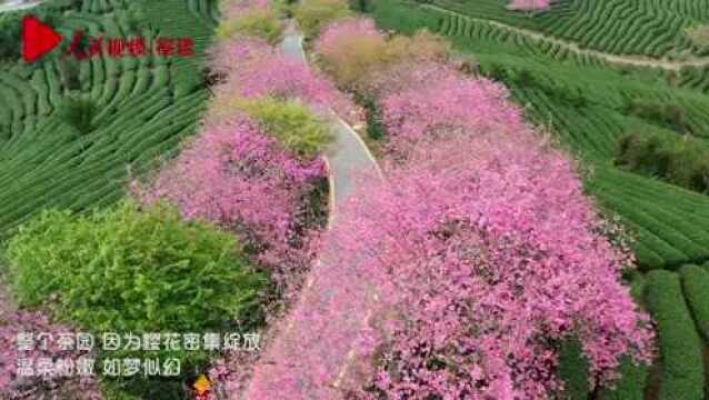 来了!漳平永福樱花即将盛放(内含:门票价格,免门票人群,漳平籍游客须知)