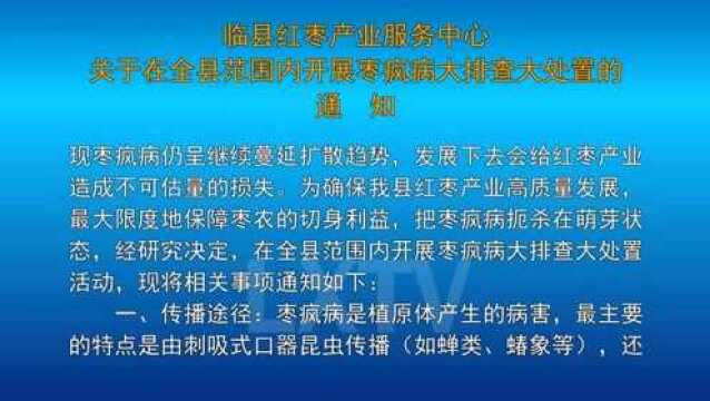 临县发现枣疯病!