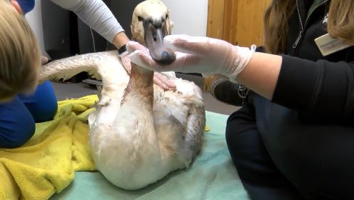 纪录片：天鹅被不明生物咬伤，被好心人及时救治又恢复了傲娇模样
