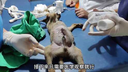 小狗腹部长氙气，帮他做手术 #小狗 #救助动物 #保护动物 #流 - 抖音