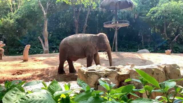 国家5A级旅游景区—广州长隆野生动物园