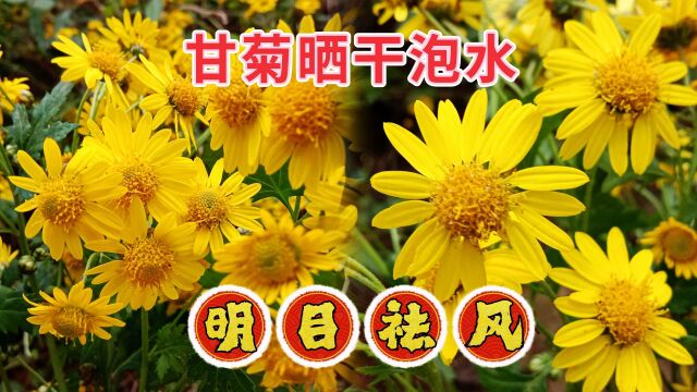 农民口中的野菊花有啥用?甘菊晒干泡水,明目祛风