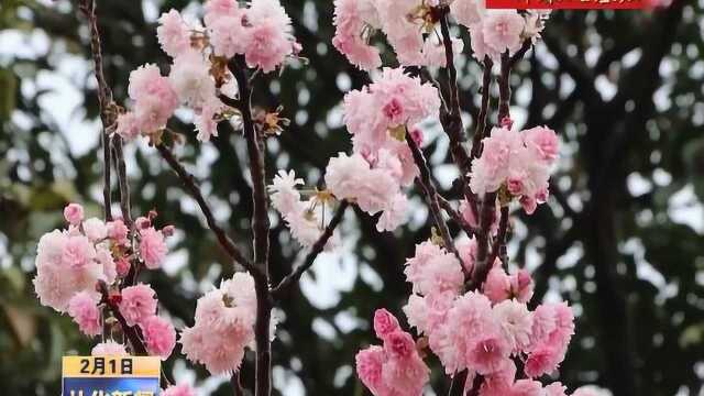 2022年2月1日 花开富贵 西和万花风情特色小镇迎客来