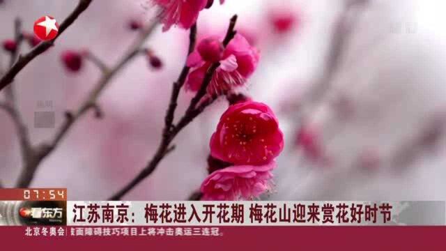 江苏南京:梅花进入开花期 梅花山迎来赏花好时节