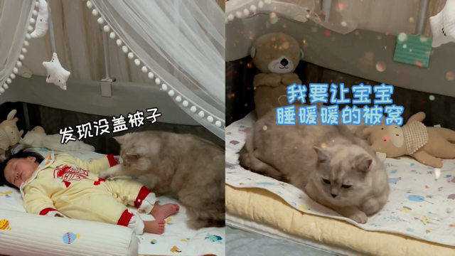 全网最暖小猫咪!哄睡带娃一条龙服务羡煞网友:比爸爸靠谱多了!