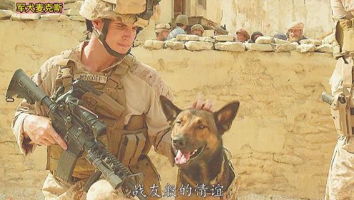 军犬麦克斯：主人战场被害，退役军犬一心为主复仇