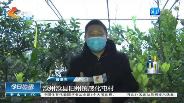 南果北种!沧州沧县:特色农业大棚搞种植,寒冬腊月实现柠檬采摘