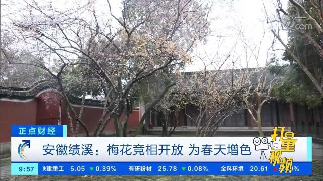 安徽绩溪:梅花竞相开放,为春天增色