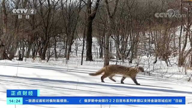 吉林珲春:供电员巡线路上偶遇野生东北豹