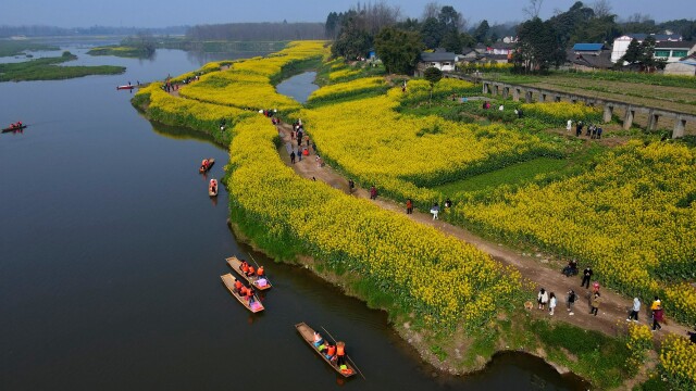 邛崃两河口油菜花图片