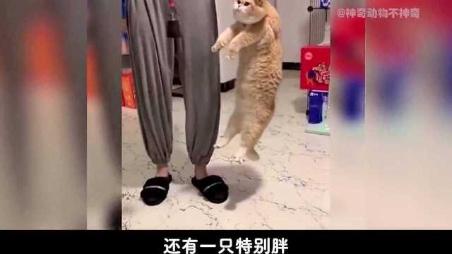 你知道中国的猫有几种吗?中