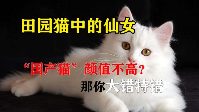 “国产猫”颜值不高?那你大错特错,看看田园猫中的仙女山东狮子猫