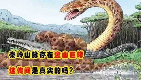 世界上最大的蛇有多大？秦岭存在盘山巨蟒，究竟是不是传说呢？