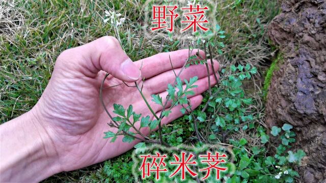 野菜“碎米荠”认识吗?植物别名“见肿消”,一起了解下它