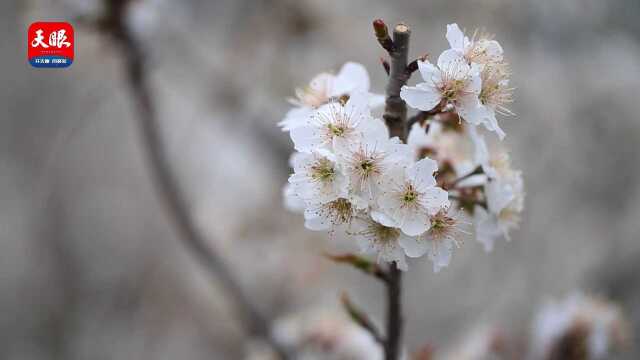 贵阳乌当樱桃花绽放 超美花海引客来