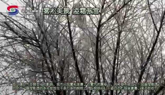 雾凇美景 凌霜傲雪