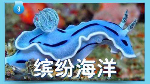 第30集 海洋生物小秘密：海蛞蝓 海星 海葵 海葵虾