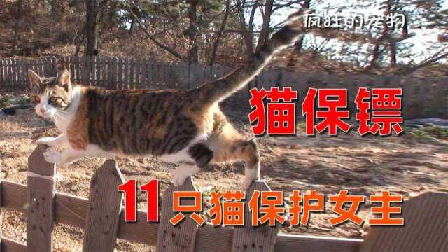 11只流浪猫,给女主当保镖,猫咪还能打跑入侵者