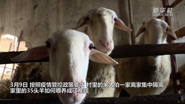 隔离村民的羊我来喂 杭州一街道工作人员变身“羊倌”