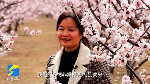 邹城千亩杏花盛开 勾勒绝美春景图