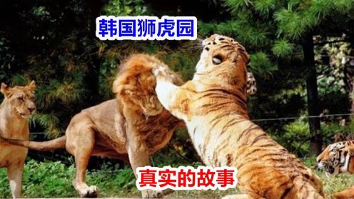 来自中国的老虎，在狮群和群虎中崛起！（第1季）
