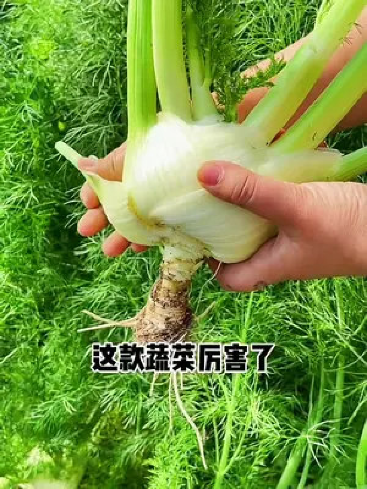 球茎茴香种子#三农 #蔬菜种子 #庭院种植腾讯视频