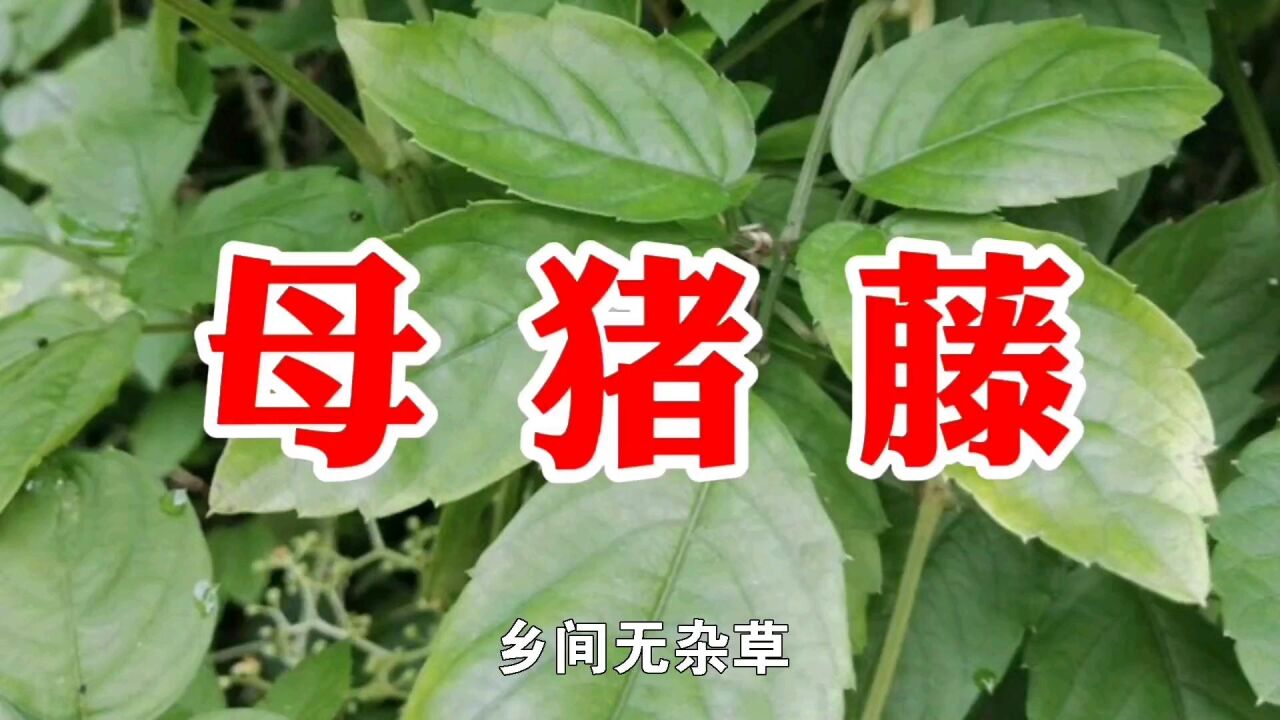 农村一种野草名叫母猪藤,又名乌蔹莓,用处多价值高遇见请珍惜