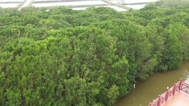 航拍台山市海宴镇华侨农场湿地公园红树林