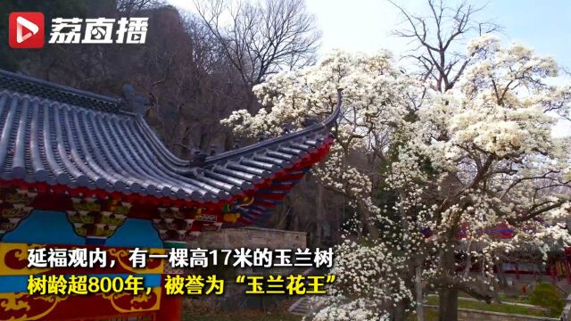 洁白典雅,花开满树!连云港800年玉兰花王绽放美如雪