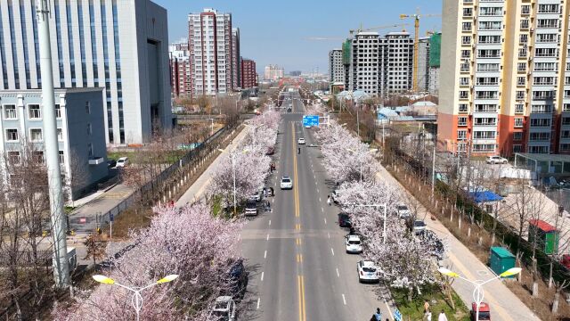 伊宁市海棠路杏花开放