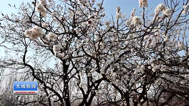 太美了!留各庄镇龙华桥村古杏枝头春意“闹”