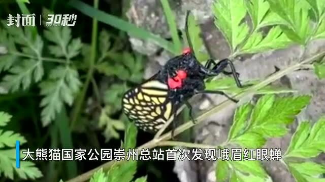 首次现身就翻肚皮“卖萌” 大熊猫国家公园崇州总站首次发现峨眉红眼蝉