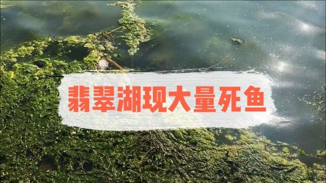 清明节刚过,合肥翡翠湖内出现大量死鱼,10米内就有10条