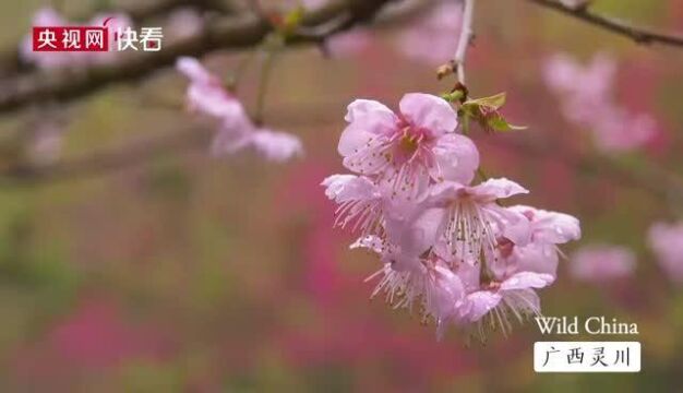 大美地铁广西灵川