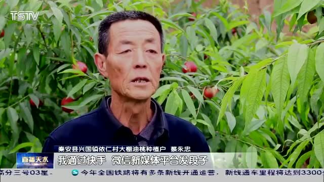 秦安大棚油桃抢“鲜”上市 线上线下销路看好