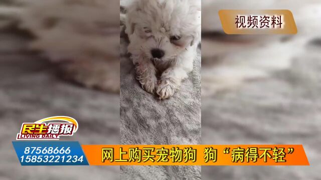 网上购买宠物狗 狗“病得不轻”