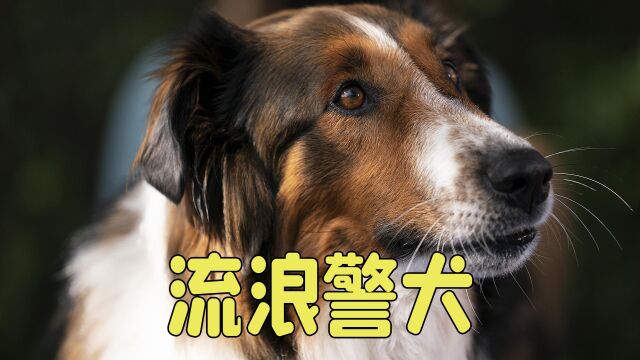 多动症之间的默契,人与狗之间的缘分,剧情片《义犬救主》