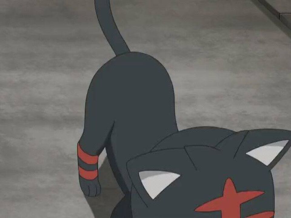 精灵宝可梦:火焰猫来到那间旧房子里,并没有发现长毛狗