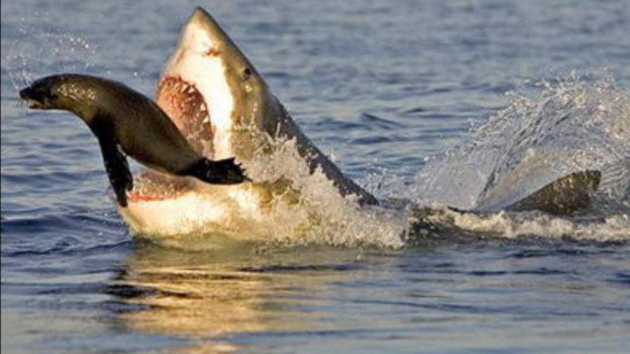 大白鲨捕杀海豹,简单粗暴的招式,一起来看看吧!