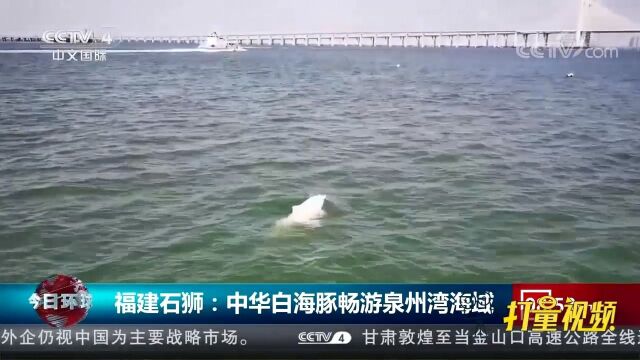 福建石狮:中华白海豚畅游泉州湾海域