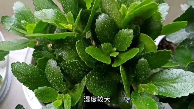 家里没有多菌灵,自制3种万能,杀菌剂,无毒无菌养花不烂根