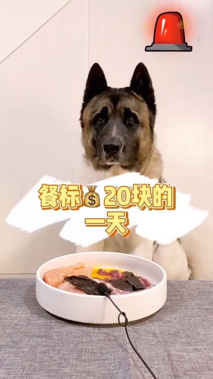 今天的盘子舔的很干净,下班!#萌宠