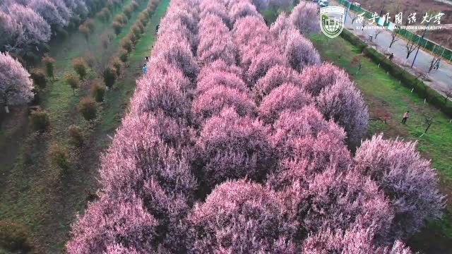 这里,春色“陕”耀 | 大美校园ⷨ‡꧄𖤹‹美⑦