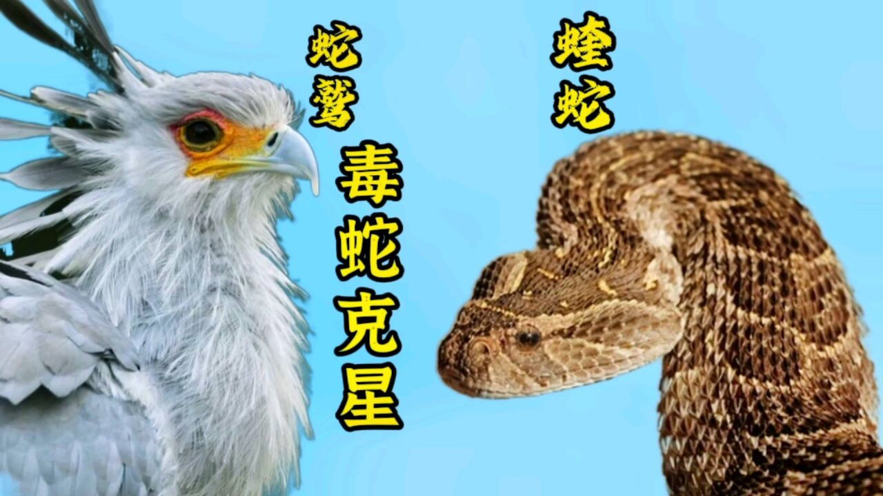 蛇鹫大战蝰蛇:大长腿就是致命武器,活活把蝰蛇踢死?