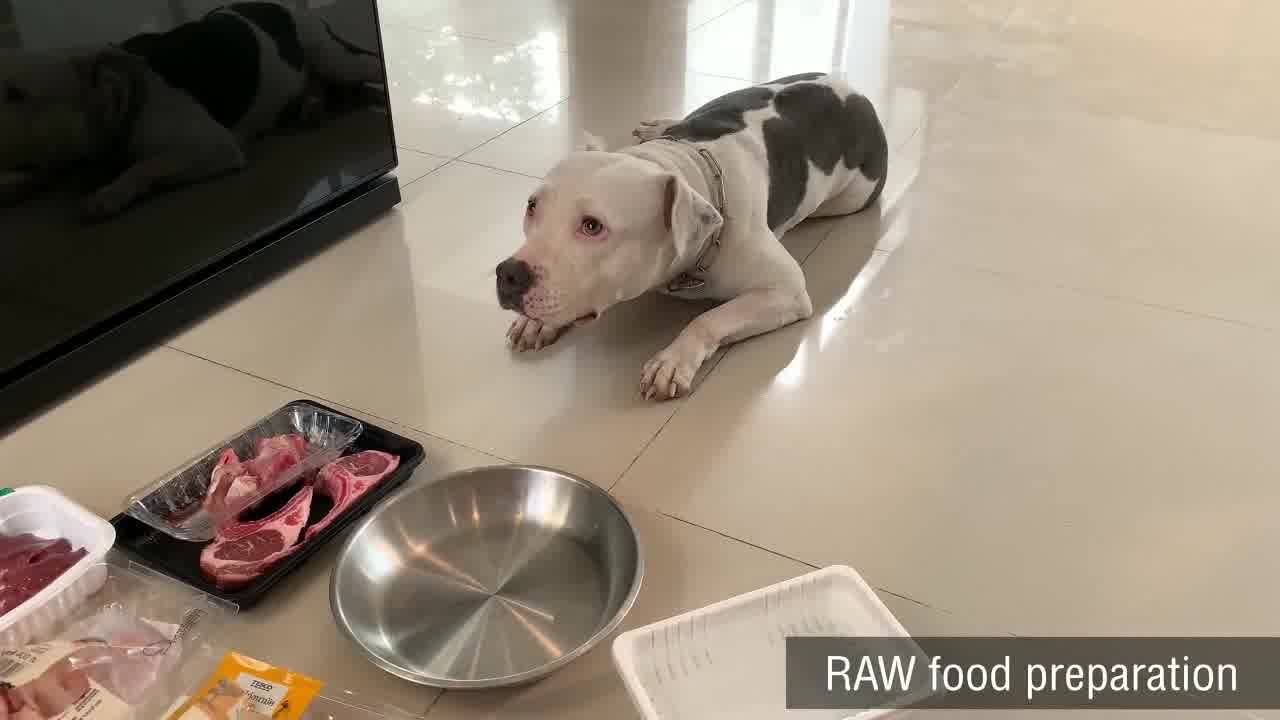 大开眼界,比特犬吃澳洲战斧牛排!再来点羊肉搭配一起