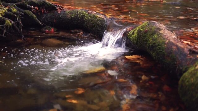 河流 水流 森林 记录美好生活 实拍素材